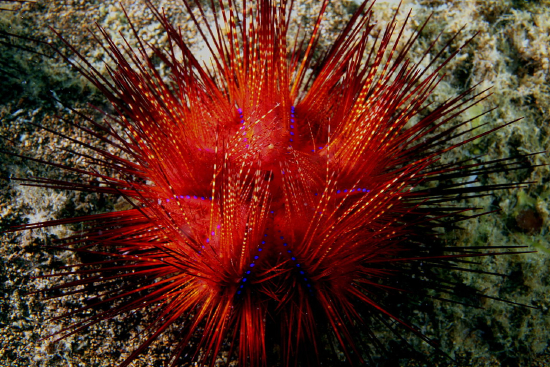  Astropyga radiata (Red Radiating Hatpin Urchin, Blue Spot Urchin)